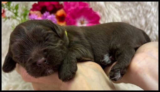 micro-miniature labradoodle puppies, micro-mini labradoodle puppies, miniature labradoodle, miniature labradoodle puppies for sale, mini labradoodles for sale, available labradoodle puppies, labradoodle puppies Oregon, Pacific Northwest labradoodle, Oregon labradoodle breeder