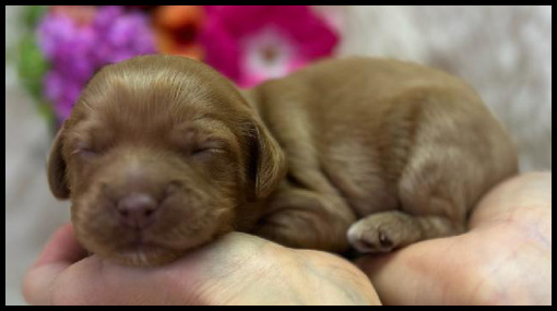 miniature labradoodle puppy, miniature labradoodle puppies for sale, mini labradoodle puppies for sale, mini labradoodle puppies Oregon, labradoodle puppies for sale