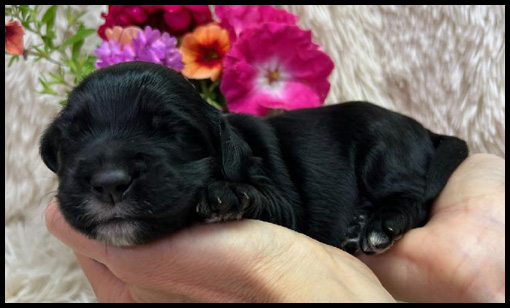 miniature labradoodle puppy, miniature labradoodle puppies for sale, mini labradoodle puppies for sale, mini labradoodle puppies Oregon, labradoodle puppies for sale