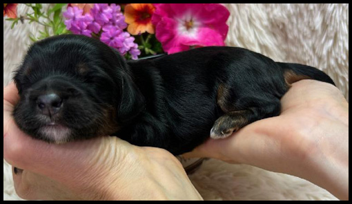 miniature labradoodle puppy, miniature labradoodle puppies for sale, mini labradoodle puppies for sale, mini labradoodle puppies Oregon, labradoodle puppies for sale