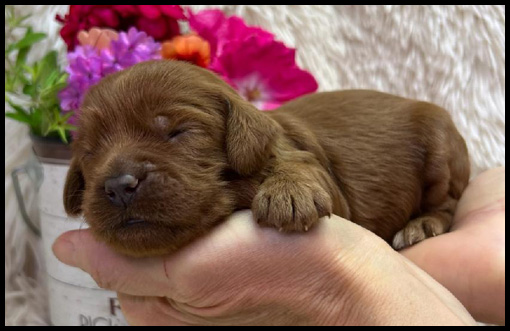 miniature labradoodle puppy, miniature labradoodle puppies for sale, mini labradoodle puppies for sale, mini labradoodle puppies Oregon, labradoodle puppies for sale