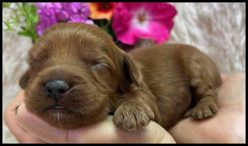 miniature labradoodle puppy, miniature labradoodle puppies for sale, mini labradoodle puppies for sale, mini labradoodle puppies Oregon, labradoodle puppies for sale