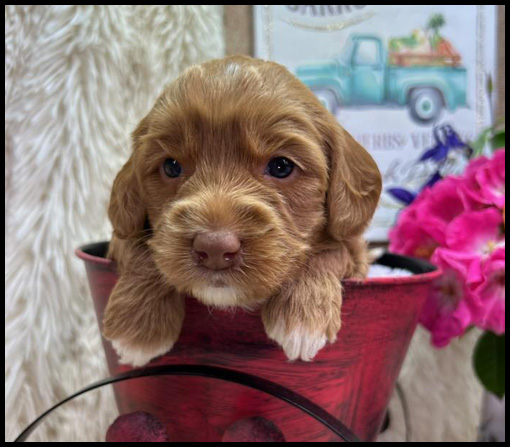 miniature labradoodle puppy, miniature labradoodle puppies for sale, mini labradoodle puppies for sale, mini labradoodle puppies Oregon, labradoodle puppies for sale