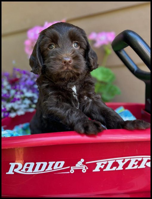 miniature labradoodle puppy, miniature labradoodle puppies for sale, mini labradoodle puppies for sale, mini labradoodle puppies Oregon, labradoodle puppies for sale