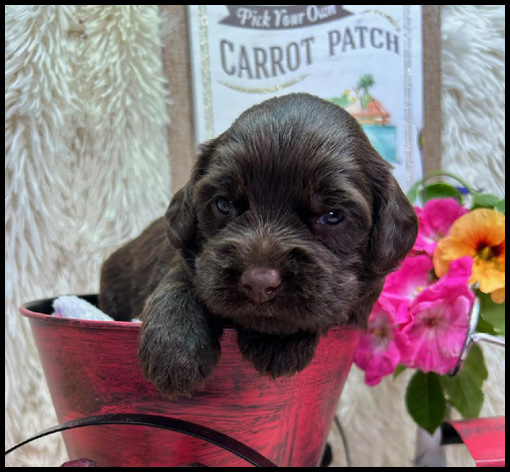 miniature labradoodle puppy, miniature labradoodle puppies for sale, mini labradoodle puppies for sale, mini labradoodle puppies Oregon, labradoodle puppies for sale