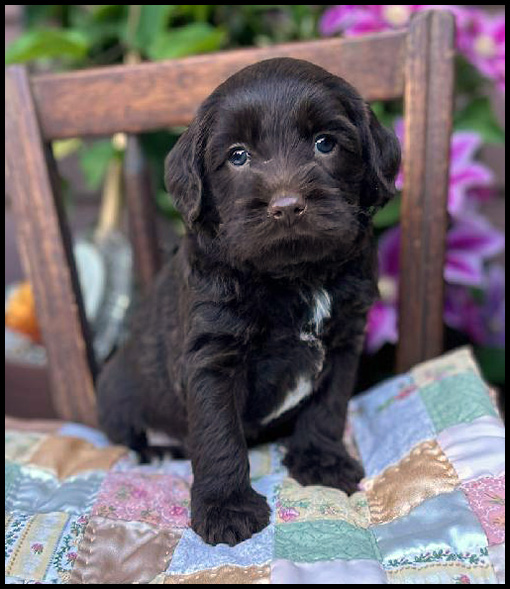 miniature labradoodle puppy, miniature labradoodle puppies for sale, mini labradoodle puppies for sale, mini labradoodle puppies Oregon, labradoodle puppies for sale