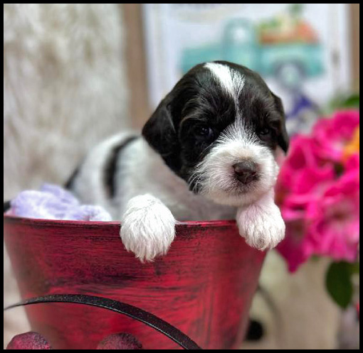 miniature labradoodle puppy, miniature labradoodle puppies for sale, mini labradoodle puppies for sale, mini labradoodle puppies Oregon, labradoodle puppies for sale