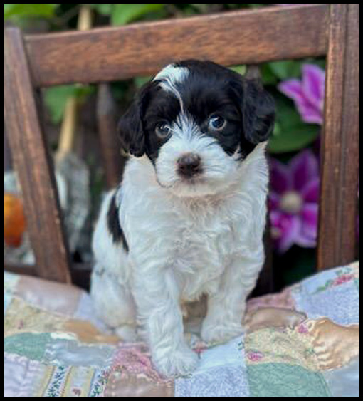 miniature labradoodle puppy, miniature labradoodle puppies for sale, mini labradoodle puppies for sale, mini labradoodle puppies Oregon, labradoodle puppies for sale