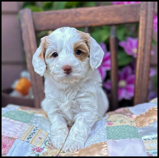 miniature labradoodle puppy, miniature labradoodle puppies for sale, mini labradoodle puppies for sale, mini labradoodle puppies Oregon, labradoodle puppies for sale