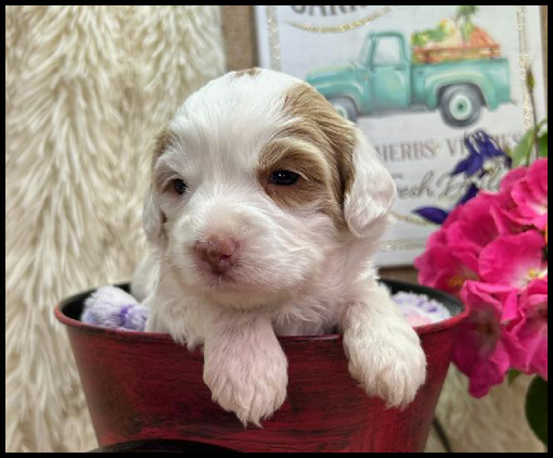 miniature labradoodle puppy, miniature labradoodle puppies for sale, mini labradoodle puppies for sale, mini labradoodle puppies Oregon, labradoodle puppies for sale
