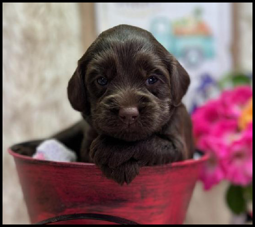 miniature labradoodle puppy, miniature labradoodle puppies for sale, mini labradoodle puppies for sale, mini labradoodle puppies Oregon, labradoodle puppies for sale