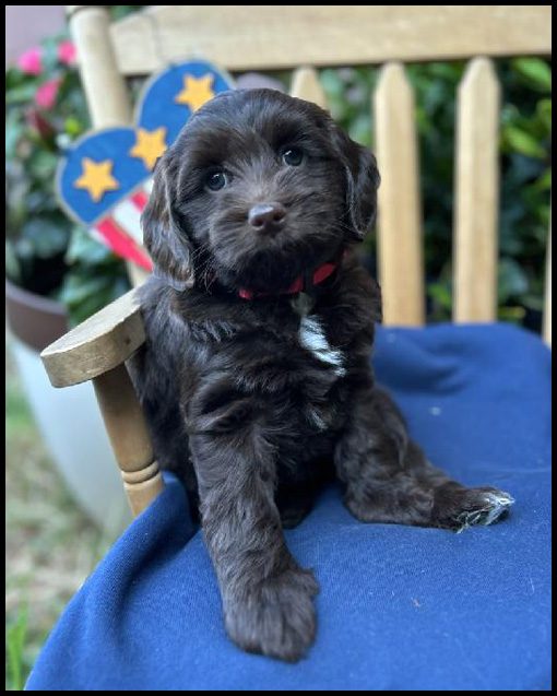 miniature labradoodle puppy, miniature labradoodle puppies for sale, mini labradoodle puppies for sale, mini labradoodle puppies Oregon, labradoodle puppies for sale