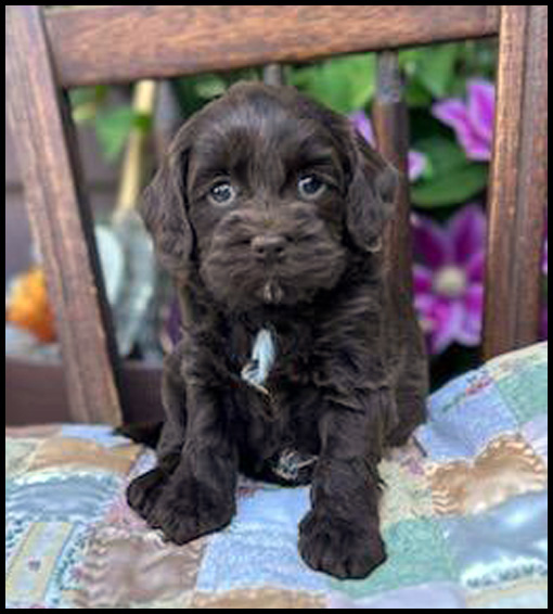 miniature labradoodle puppy, miniature labradoodle puppies for sale, mini labradoodle puppies for sale, mini labradoodle puppies Oregon, labradoodle puppies for sale