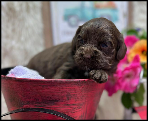 miniature labradoodle puppy, miniature labradoodle puppies for sale, mini labradoodle puppies for sale, mini labradoodle puppies Oregon, labradoodle puppies for sale