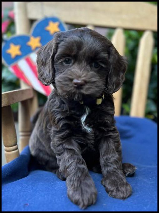 miniature labradoodle puppy, miniature labradoodle puppies for sale, mini labradoodle puppies for sale, mini labradoodle puppies Oregon, labradoodle puppies for sale
