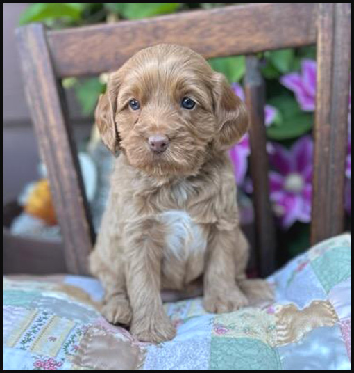 miniature labradoodle puppy, miniature labradoodle puppies for sale, mini labradoodle puppies for sale, mini labradoodle puppies Oregon, labradoodle puppies for sale