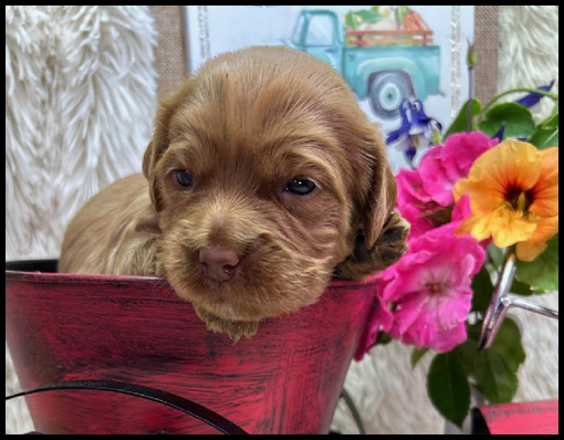 miniature labradoodle puppy, miniature labradoodle puppies for sale, mini labradoodle puppies for sale, mini labradoodle puppies Oregon, labradoodle puppies for sale