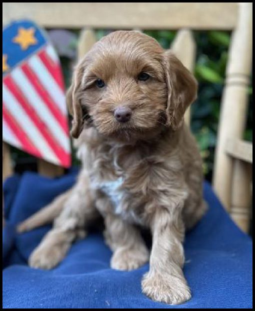 miniature labradoodle puppy, miniature labradoodle puppies for sale, mini labradoodle puppies for sale, mini labradoodle puppies Oregon, labradoodle puppies for sale