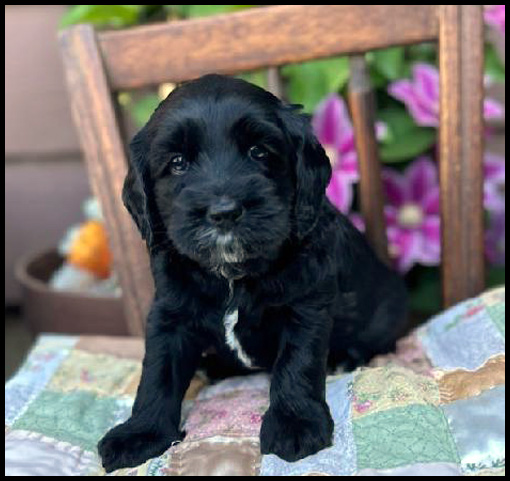 miniature labradoodle puppy, miniature labradoodle puppies for sale, mini labradoodle puppies for sale, mini labradoodle puppies Oregon, labradoodle puppies for sale