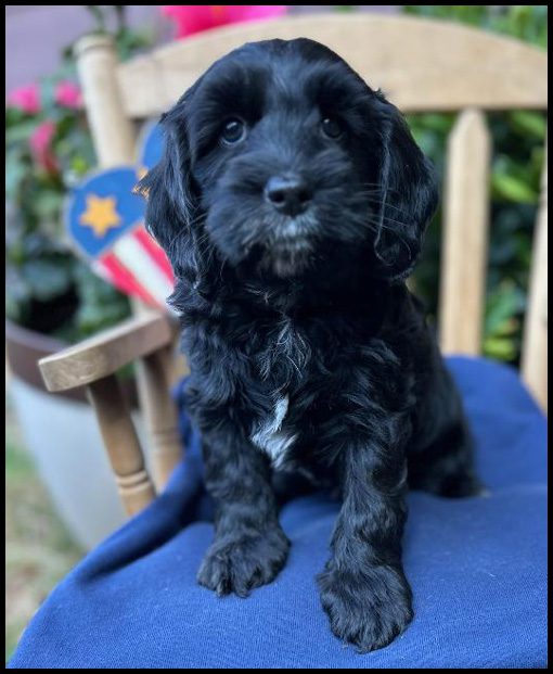 miniature labradoodle puppy, miniature labradoodle puppies for sale, mini labradoodle puppies for sale, mini labradoodle puppies Oregon, labradoodle puppies for sale