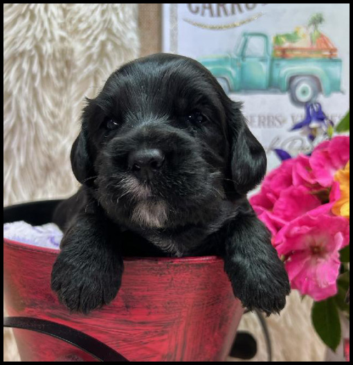miniature labradoodle puppy, miniature labradoodle puppies for sale, mini labradoodle puppies for sale, mini labradoodle puppies Oregon, labradoodle puppies for sale