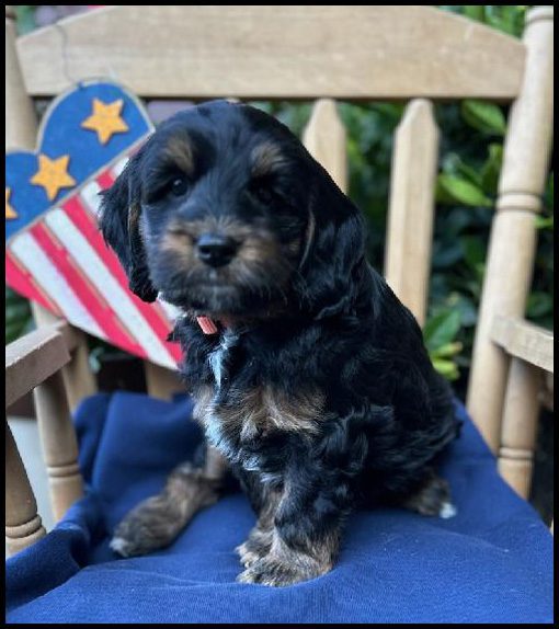 miniature labradoodle puppy, miniature labradoodle puppies for sale, mini labradoodle puppies for sale, mini labradoodle puppies Oregon, labradoodle puppies for sale