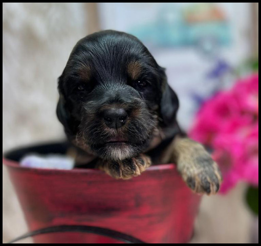 miniature labradoodle puppy, miniature labradoodle puppies for sale, mini labradoodle puppies for sale, mini labradoodle puppies Oregon, labradoodle puppies for sale