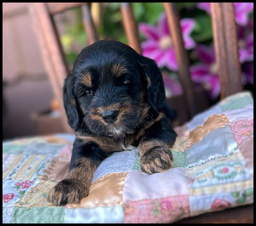 miniature labradoodle puppy, miniature labradoodle puppies for sale, mini labradoodle puppies for sale, mini labradoodle puppies Oregon, labradoodle puppies for sale