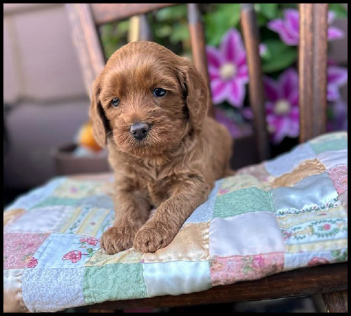 miniature labradoodle puppy, miniature labradoodle puppies for sale, mini labradoodle puppies for sale, mini labradoodle puppies Oregon, labradoodle puppies for sale
