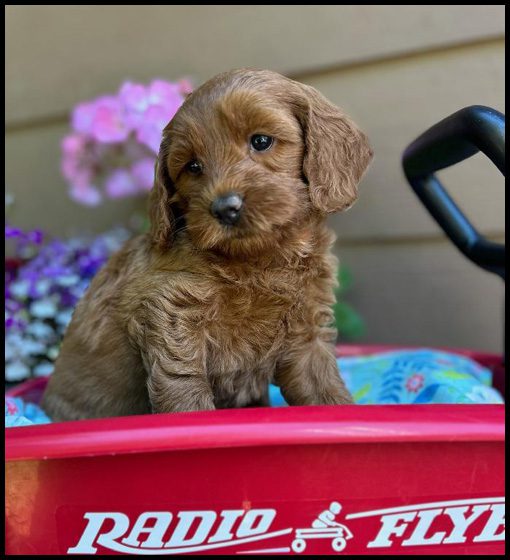 miniature labradoodle puppy, miniature labradoodle puppies for sale, mini labradoodle puppies for sale, mini labradoodle puppies Oregon, labradoodle puppies for sale
