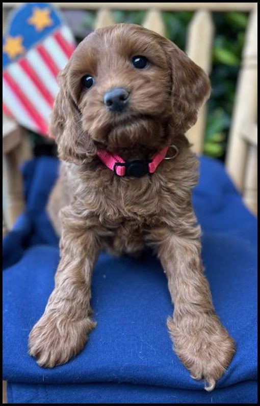 miniature labradoodle puppy, miniature labradoodle puppies for sale, mini labradoodle puppies for sale, mini labradoodle puppies Oregon, labradoodle puppies for sale