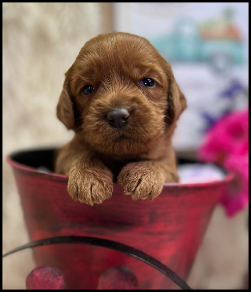 miniature labradoodle puppy, miniature labradoodle puppies for sale, mini labradoodle puppies for sale, mini labradoodle puppies Oregon, labradoodle puppies for sale