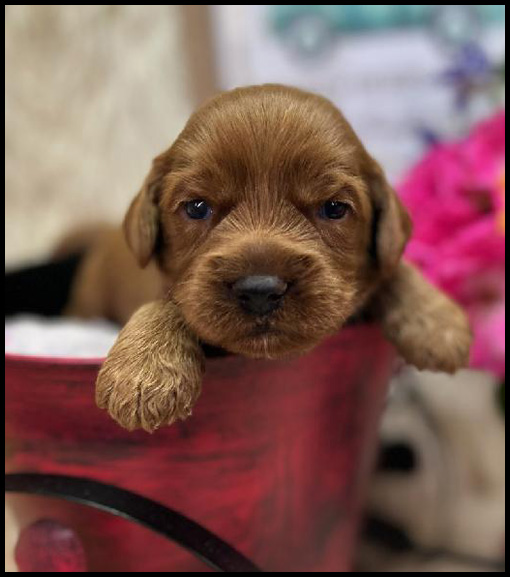 miniature labradoodle puppy, miniature labradoodle puppies for sale, mini labradoodle puppies for sale, mini labradoodle puppies Oregon, labradoodle puppies for sale