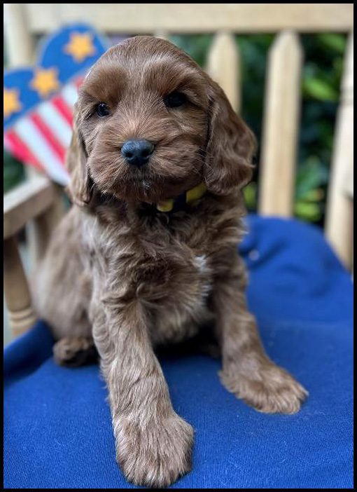 miniature labradoodle puppy, miniature labradoodle puppies for sale, mini labradoodle puppies for sale, mini labradoodle puppies Oregon, labradoodle puppies for sale