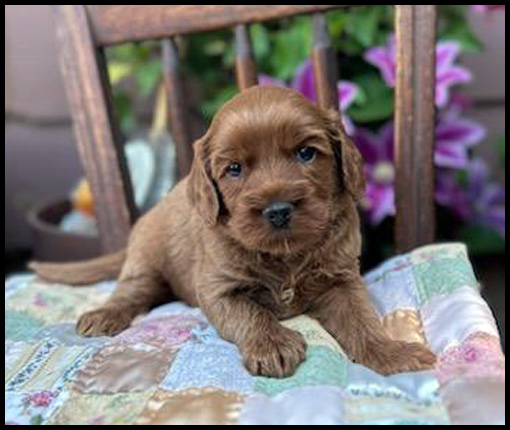 miniature labradoodle puppy, miniature labradoodle puppies for sale, mini labradoodle puppies for sale, mini labradoodle puppies Oregon, labradoodle puppies for sale
