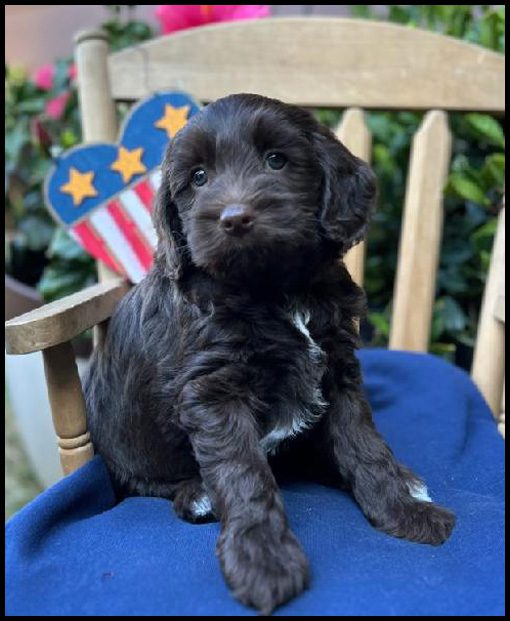 miniature labradoodle puppy, miniature labradoodle puppies for sale, mini labradoodle puppies for sale, mini labradoodle puppies Oregon, labradoodle puppies for sale