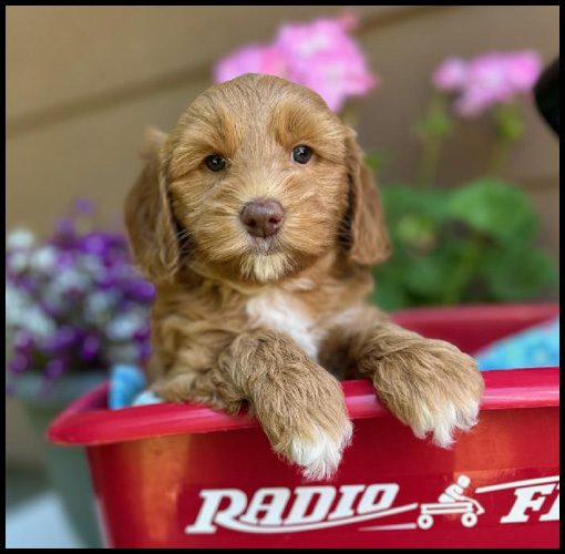 miniature labradoodle puppy, miniature labradoodle puppies for sale, mini labradoodle puppies for sale, mini labradoodle puppies Oregon, labradoodle puppies for sale