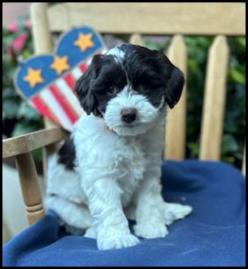 miniature labradoodle puppy, miniature labradoodle puppies for sale, mini labradoodle puppies for sale, mini labradoodle puppies Oregon, labradoodle puppies for sale
