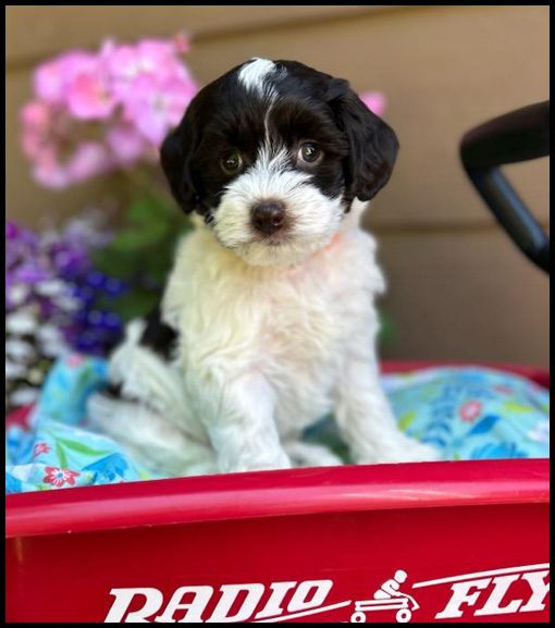 miniature labradoodle puppy, miniature labradoodle puppies for sale, mini labradoodle puppies for sale, mini labradoodle puppies Oregon, labradoodle puppies for sale