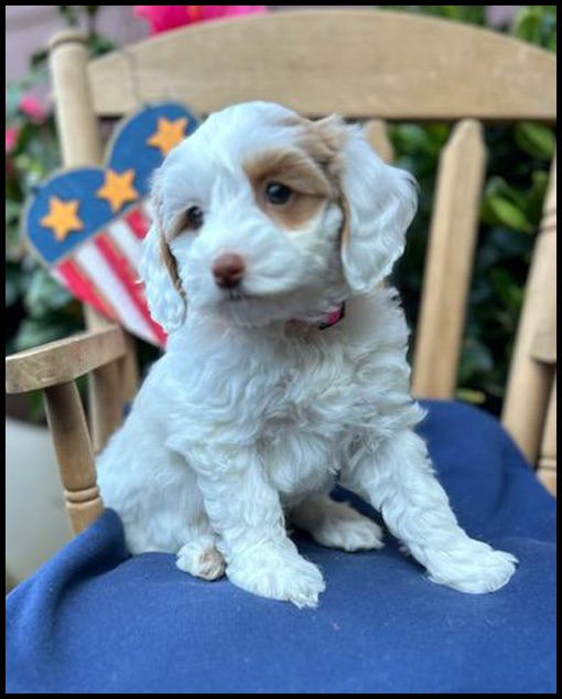 miniature labradoodle puppy, miniature labradoodle puppies for sale, mini labradoodle puppies for sale, mini labradoodle puppies Oregon, labradoodle puppies for sale