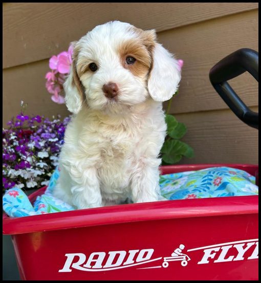 miniature labradoodle puppy, miniature labradoodle puppies for sale, mini labradoodle puppies for sale, mini labradoodle puppies Oregon, labradoodle puppies for sale