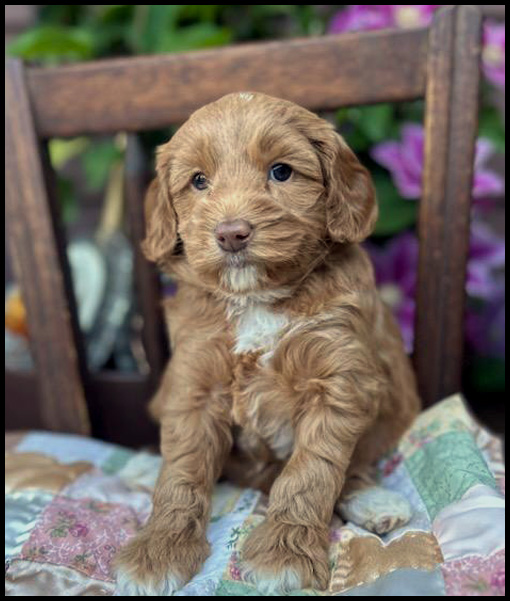 miniature labradoodle puppy, miniature labradoodle puppies for sale, mini labradoodle puppies for sale, mini labradoodle puppies Oregon, labradoodle puppies for sale