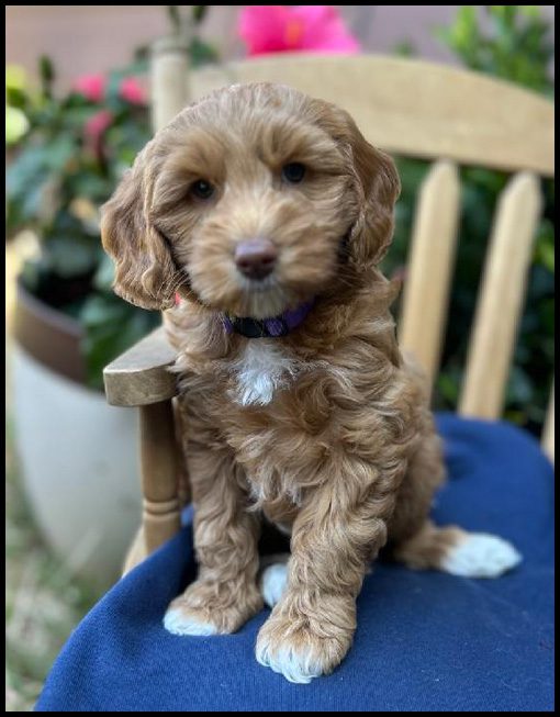 miniature labradoodle puppy, miniature labradoodle puppies for sale, mini labradoodle puppies for sale, mini labradoodle puppies Oregon, labradoodle puppies for sale