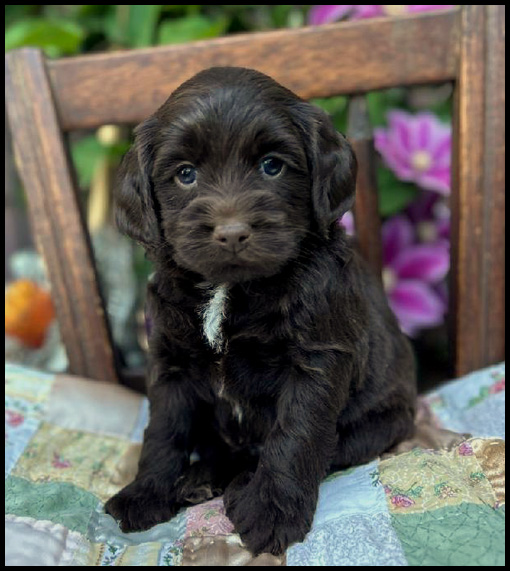 miniature labradoodle puppy, miniature labradoodle puppies for sale, mini labradoodle puppies for sale, mini labradoodle puppies Oregon, labradoodle puppies for sale