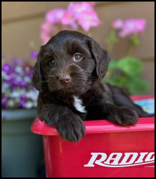 miniature labradoodle puppy, miniature labradoodle puppies for sale, mini labradoodle puppies for sale, mini labradoodle puppies Oregon, labradoodle puppies for sale