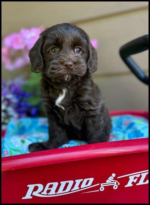 miniature labradoodle puppy, miniature labradoodle puppies for sale, mini labradoodle puppies for sale, mini labradoodle puppies Oregon, labradoodle puppies for sale
