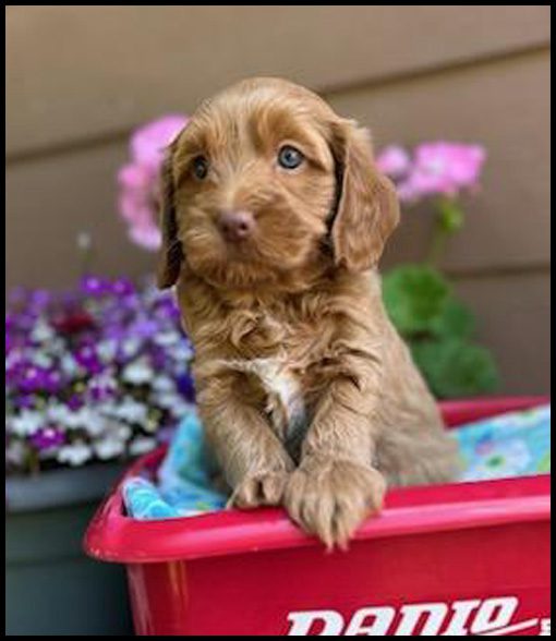miniature labradoodle puppy, miniature labradoodle puppies for sale, mini labradoodle puppies for sale, mini labradoodle puppies Oregon, labradoodle puppies for sale