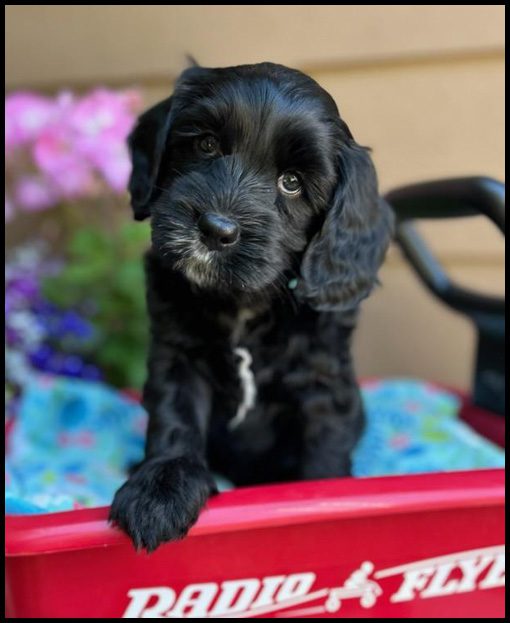 miniature labradoodle puppy, miniature labradoodle puppies for sale, mini labradoodle puppies for sale, mini labradoodle puppies Oregon, labradoodle puppies for sale