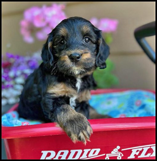 miniature labradoodle puppy, miniature labradoodle puppies for sale, mini labradoodle puppies for sale, mini labradoodle puppies Oregon, labradoodle puppies for sale