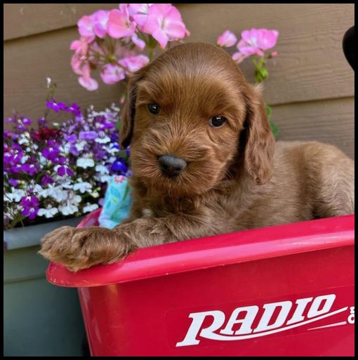 miniature labradoodle puppy, miniature labradoodle puppies for sale, mini labradoodle puppies for sale, mini labradoodle puppies Oregon, labradoodle puppies for sale